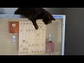 将棋猫：その二 Japanese chess (Shogi) cat: Part 2 - YouTube