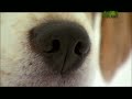 Dogs 101:Beagle Dogs 101:Beagle