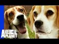 Dogs 101:Beagle