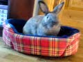 Lazy Rabbit In Basket