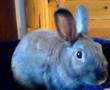 Lazy Rabbit In Basket