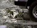 revenge