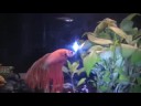 my new betta