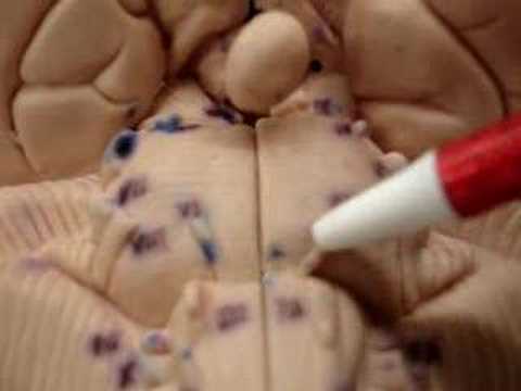Cranial Nerves
