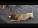 Puppy Playing With Her New Toy