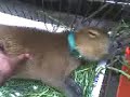 la vida del carpincho en cautiverio es muy linda antes de ser una bota de cuero
