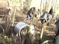 videos de Tanthof knotten