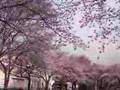 sakura tokumaru 2008 mar. 26