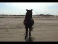 Outer Banks Wild Horses - Corolla, NC