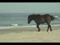 Outer Banks Wild Horses - Corolla, NC