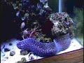 predatory saltwater part1 predatory saltwater part1
