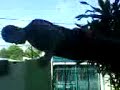 Allan Baldos (training)