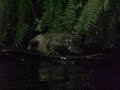 Platypus Melbourne Zoo