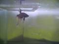 Betta Breeding pair (C)