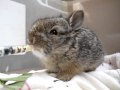 Baby bunny drinks formula, Animal Advocates, Mary Cummins