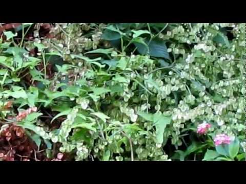 how to grow rhubarb in the south