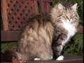 Ein Herz f�r Katzen