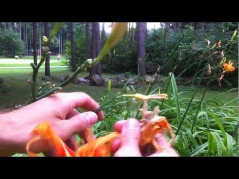 how to replant tiger lilies