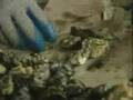 videos de Inside an Oyster Harvest