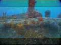 VideoRay ROVs Underwater & Around The World