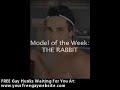 Gay Porn Movie :: The Rabbit - Wow Sexy