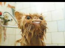 Funny Internet Cats