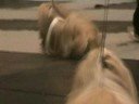 Troms� hundeklubb