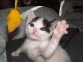 Some cats, Some Dogs Doobie Wah Some cats, Some Dogs Doobie Wah