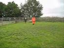 Herding sheep