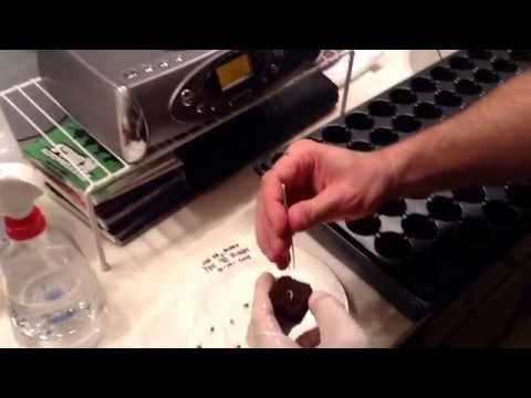how to transplant weed sprouts