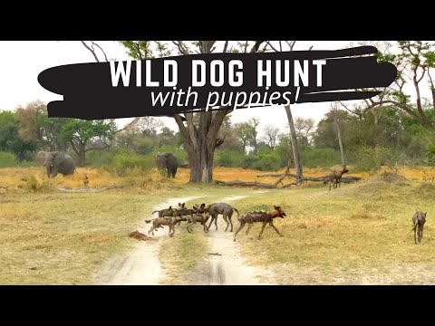 Wild Dog Pack Hunt with Brave Africa