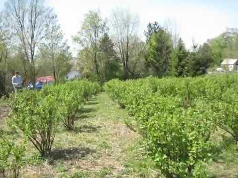 how to transplant quince shrub