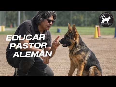 Como Educar UN Perro Pastor Alemán