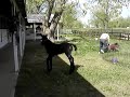 Ronnie, Peeps and John Henry at play