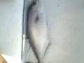 pesca traina Ricciola mediterraneo palma di montechiaro