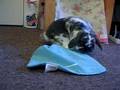 Oreo Lop ear Rabbit and his towel