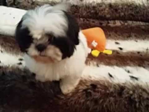 Female Shihtzu Puppy! AKC Registered!
