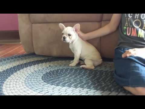 Esme French Bulldog Ohio