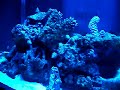 saltwater reef tank 3 weeks actinic light