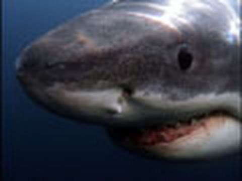 how to react shark attack