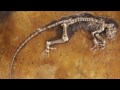 WOTM Assults Origin of Species - Creationists edit The Origin of Species for distribution