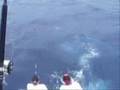 Game Fish LSGFC