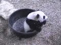 Mei Lan & Lun Lun, 2/21/07