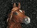 cool breyer horses cool breyer horses