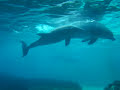 delfin apareamiento ROBINP