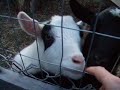 someone i thought i knew when i heard baaa baaa baaa
