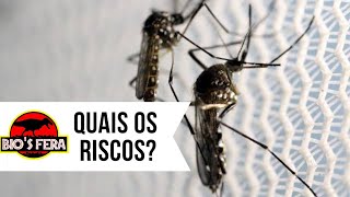 Mosquitos transgênicos - quais os riscos?