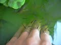 Guppy-Fish-Eating-Dead-Skin-Cells Therapy