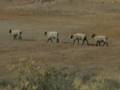 dani stalks sheep.MOV