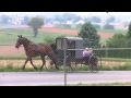 AMISH BUGGY